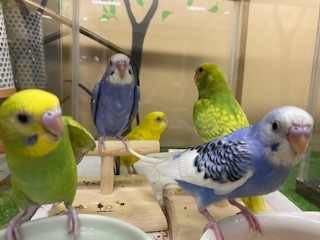 Dcmカーマのペット情報館 セキセイインコ各種