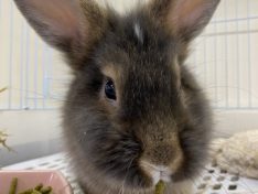 Dcmカーマのペット情報館 お値下げ ライオンラビット