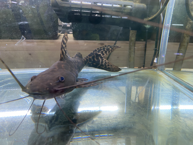 Dcmカーマのペット情報館 セルフィンキャット