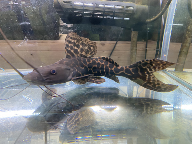 Dcmカーマのペット情報館 セルフィンキャット