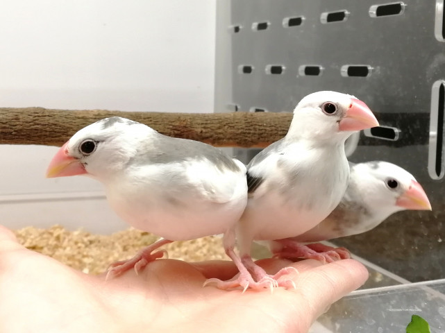 Dcmカーマのペット情報館 手乗り 白文鳥 中びな Dcmカーマのペット情報館 手乗り 白文鳥 中びな