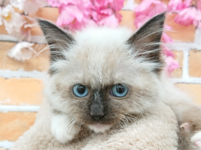 Dcmカーマのペット情報館 ラグドール