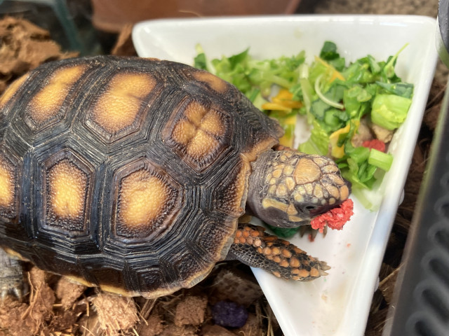 Dcmカーマのペット情報館 アカアシリクガメ