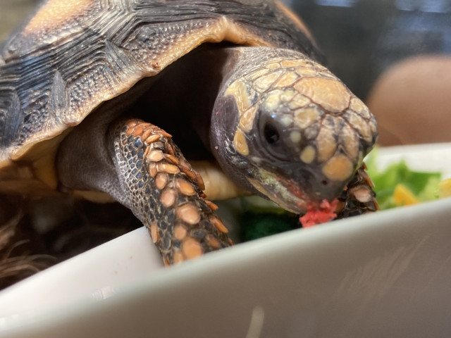 Dcmカーマのペット情報館 アカアシリクガメ