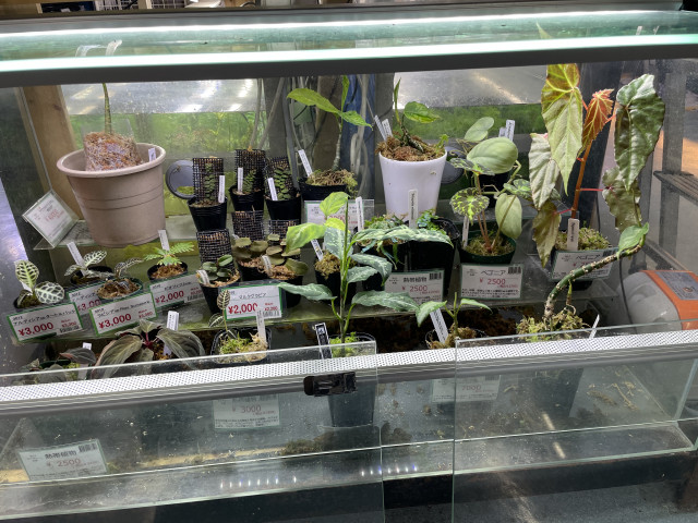 Dcmカーマのペット情報館 熱帯植物 各種