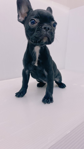 Dcmカーマのペット情報館 フレンチ ブルドッグ