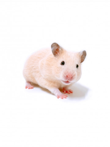 Dcmカーマのペット情報館 キンクマハムスター