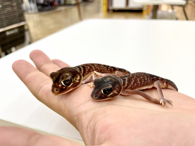 Dcmカーマのペット情報館 ナメハダタマオヤモリ