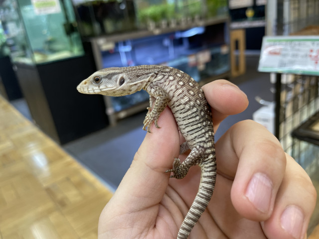 Dcmカーマのペット情報館 サバンナモニター