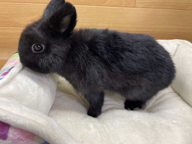 Ne-net ネネット さし うさぎ ファーティペット マフラー ブラック