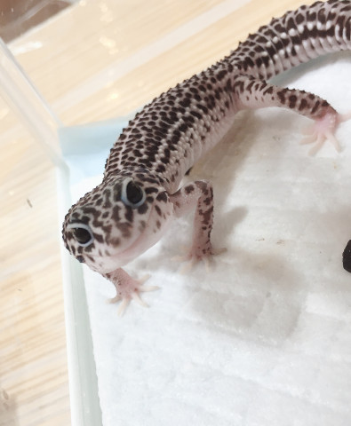 あ aaa出品 15日23:59まで ADIDAS】 アディダス zensored hi xxii u