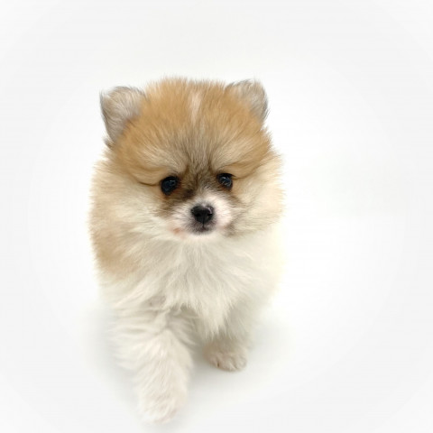Dcmカーマのペット情報館 その他の犬種