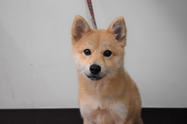 Dcmカーマのペット情報館 その他の犬種