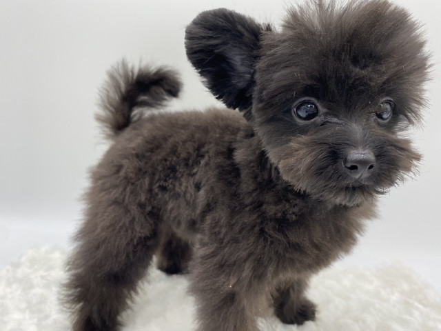 Dcmカーマのペット情報館 ミックス犬