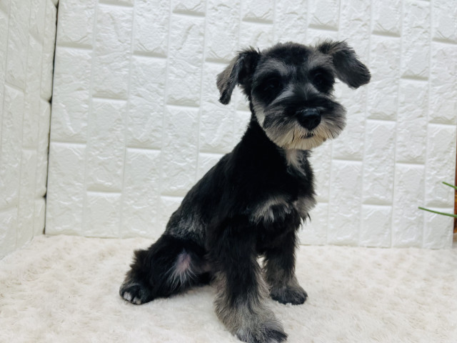 DCMのペット情報館 ｜ ミニチュア・シュナウザー