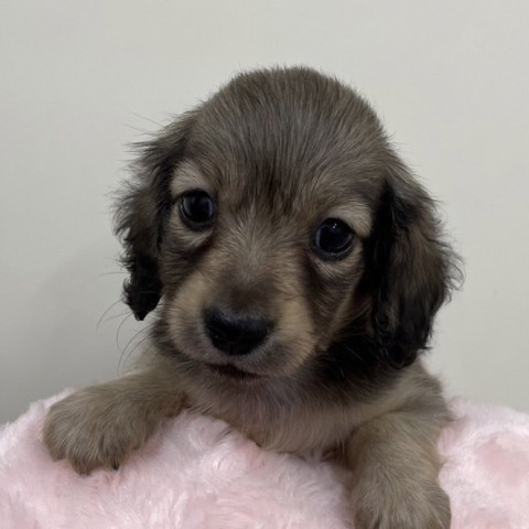 DCMのペット情報館 ｜ ダックスフント（ミニチュア・カニンヘン含む）