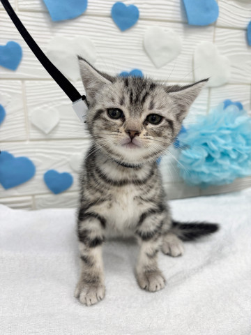 大特価 在庫 処分ハンドメイド・手芸 猫さん❤︎アメリカンショートヘア - トップス