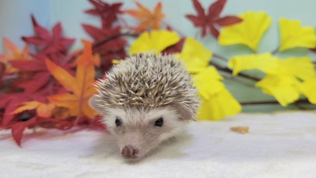 値下げしました【店舗同時販売中】ハリネズミ アクリル ケージ 小動物 
