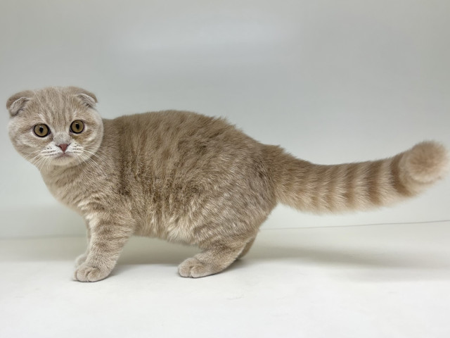 DCMのペット情報館 ｜ スコティッシュフォールド