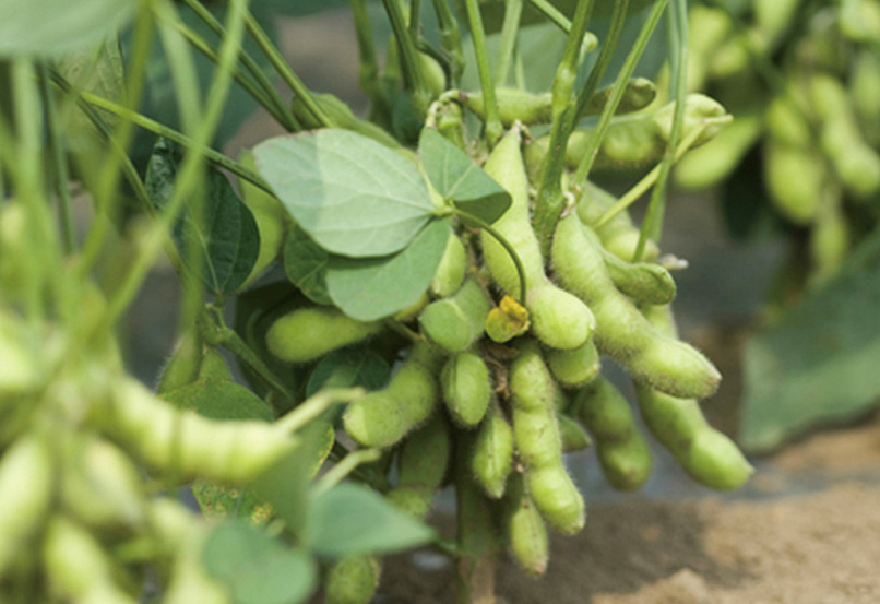 エダマメ　ガーデンメモ