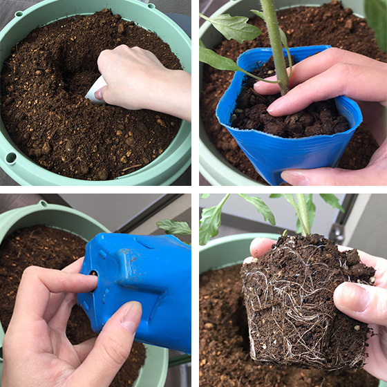 苗を植え付ける