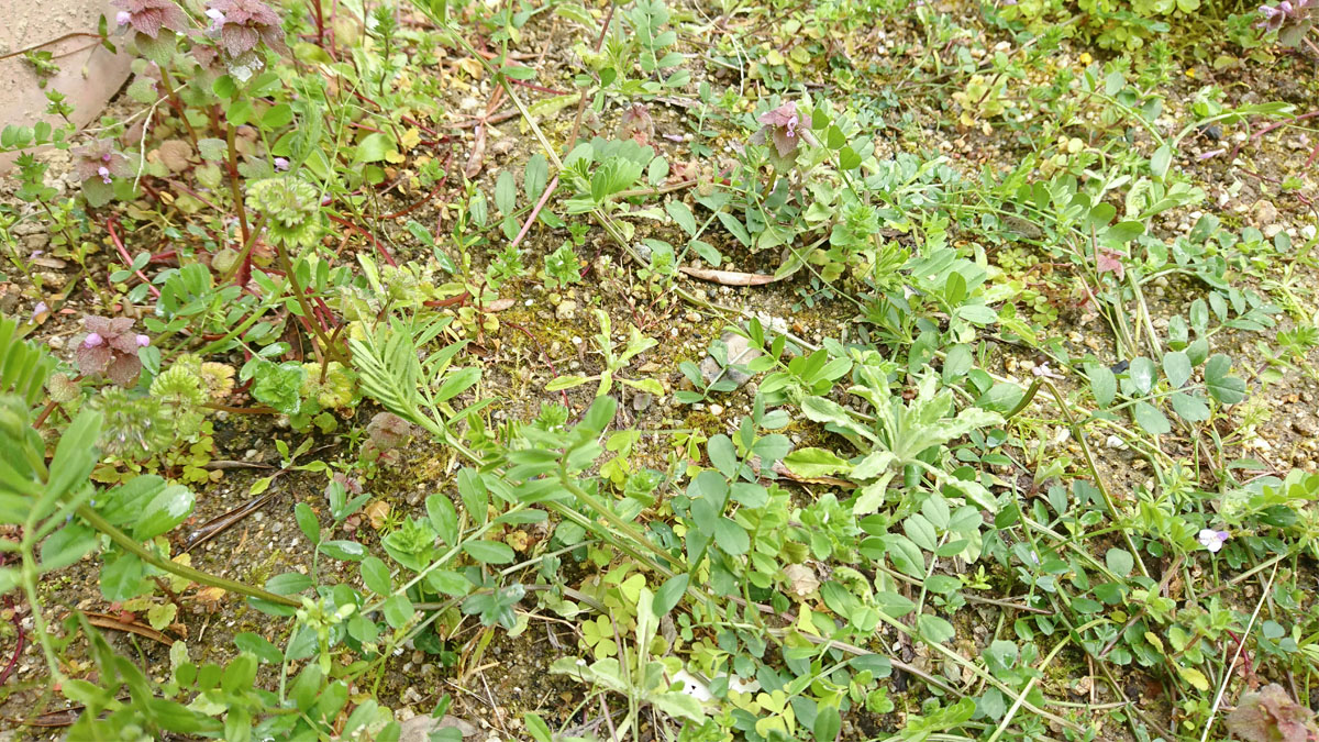 DCM おうちの草コロリ1