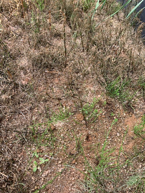 DCM おうちの草コロリ8