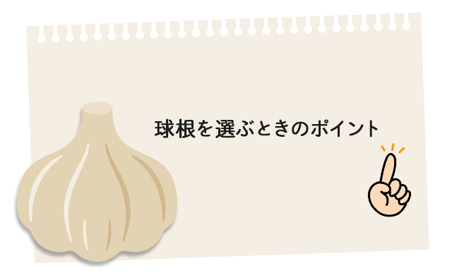 初心者にもオススメ！にんにくの植え方8