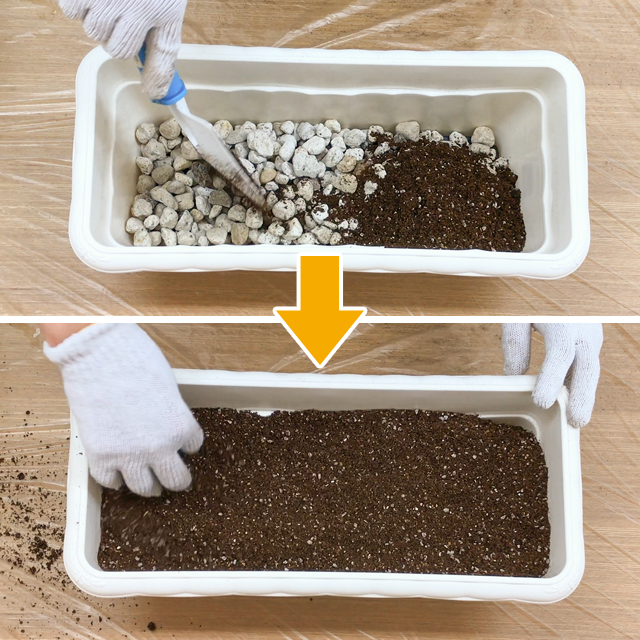 初心者にもオススメ！にんにくの植え方3