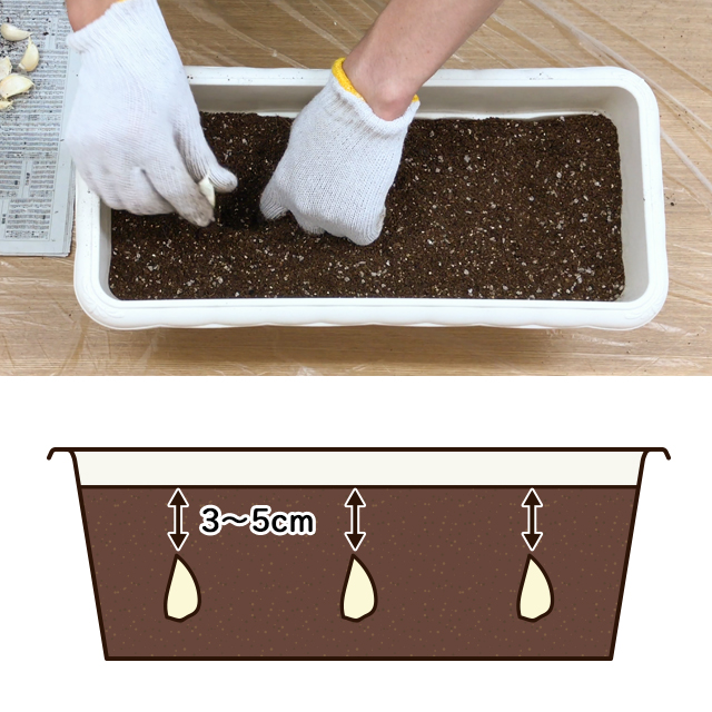 初心者にもオススメ！にんにくの植え方5