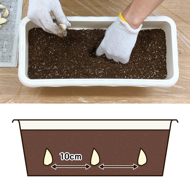 初心者にもオススメ！にんにくの植え方6