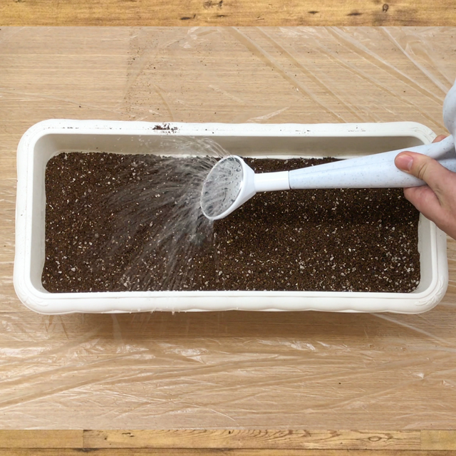 初心者にもオススメ！にんにくの植え方7