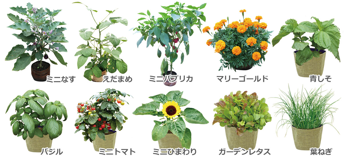Dcm 超かんたん らくらく栽培セット 商品カテゴリー ガーデニング 商品紹介 dcm Dcm 超かんたん らくらく栽培セット 商品カテゴリー ガーデニング 商品紹介 dcm