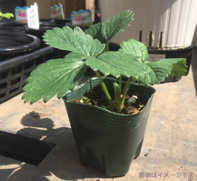 初心者歓迎 ビギナーでも失敗しない家庭菜園の始め方 特集 ｄｃｍ