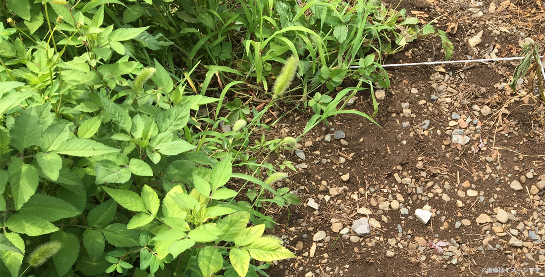 お庭の雑草対策年間カレンダー 除草剤 防草シートなど 時期に応じた対策を徹底解説 特集 ｄｃｍ