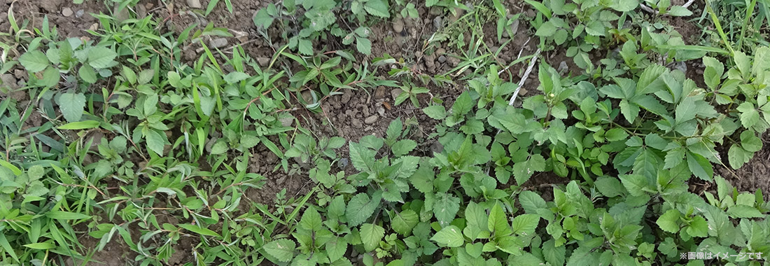 お庭の雑草対策年間カレンダー 除草剤 防草シートなど 時期に応じた対策を徹底解説 特集 ｄｃｍ