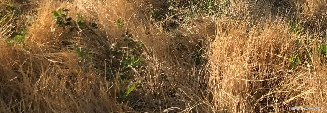 9月～1月　雑草の生育晩期～立ち枯れ期は「来年のための徹底除草＆雑草予防」