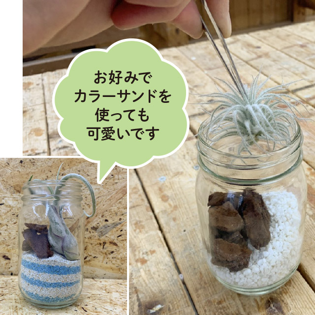 エアプランツを配置