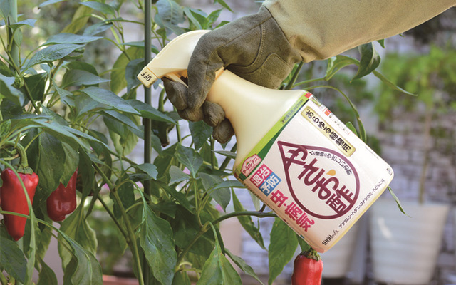 アブラムシ退治③薬剤を使う