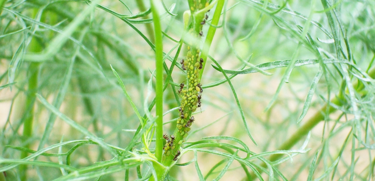 アブラムシが発生！退治方法
