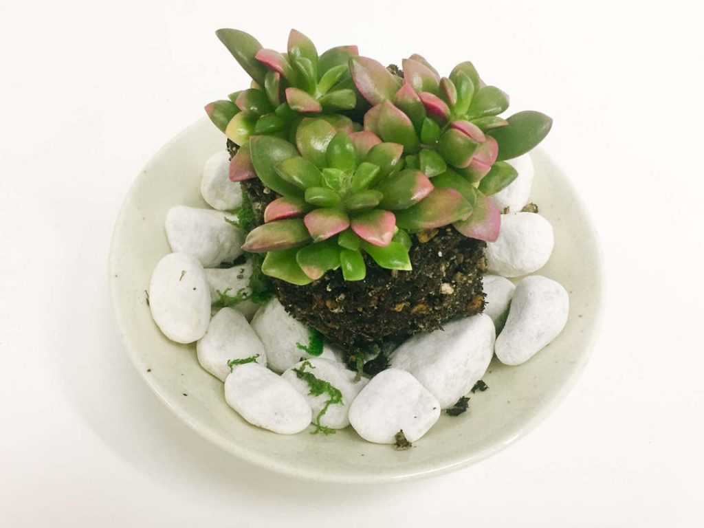 存在感アップ 石でかわいい多肉の寄せ植え コラムカテゴリー インテリア コラム くらしメイド ｄｃｍ