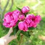 人気ブロガー tommyさん