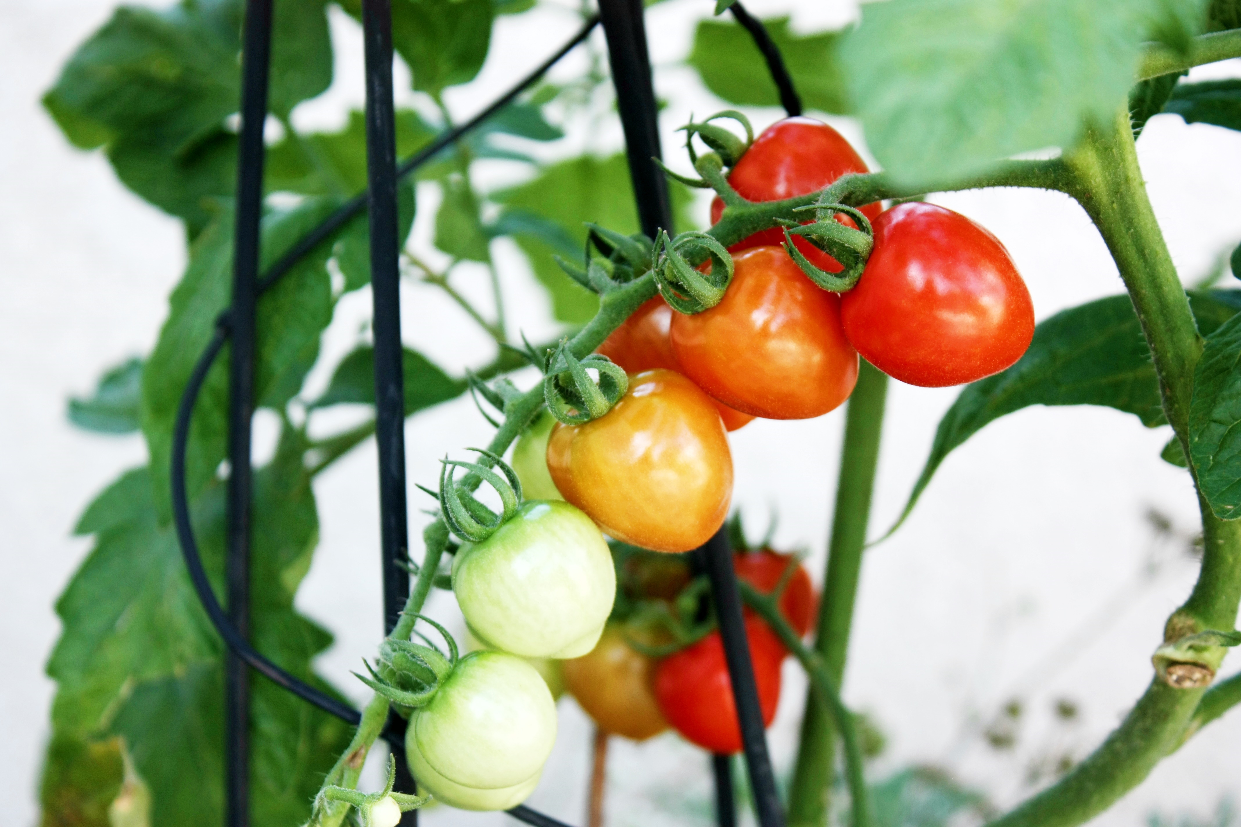 Vol 2 ズボラさんでも大丈夫 楽しい 美味しい 野菜づくり３つのコツ コラムカテゴリー お役立ち コラム くらしメイド ｄｃｍ