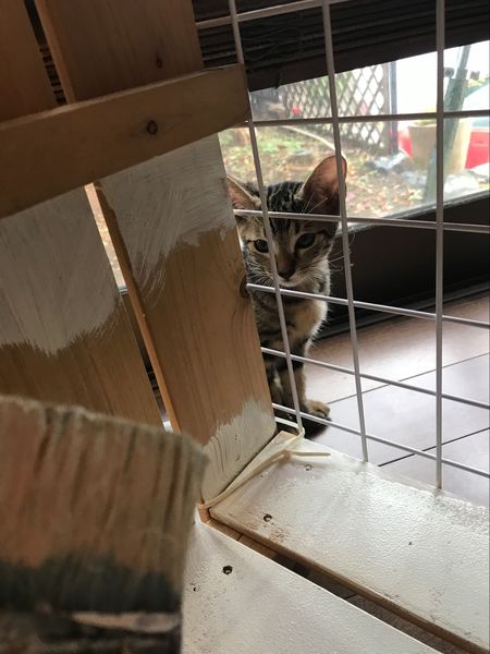 すのこで簡単 猫小屋をdiy コラムカテゴリー ペット コラム くらしメイド ｄｃｍ