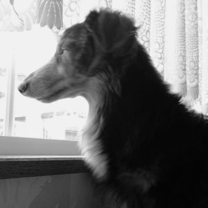 カーペットに絡みついた 犬の毛やホコリをしっかりかき出す おそうじブラシ 主婦モニターの品評会 連載 コラム くらしメイド ｄｃｍ