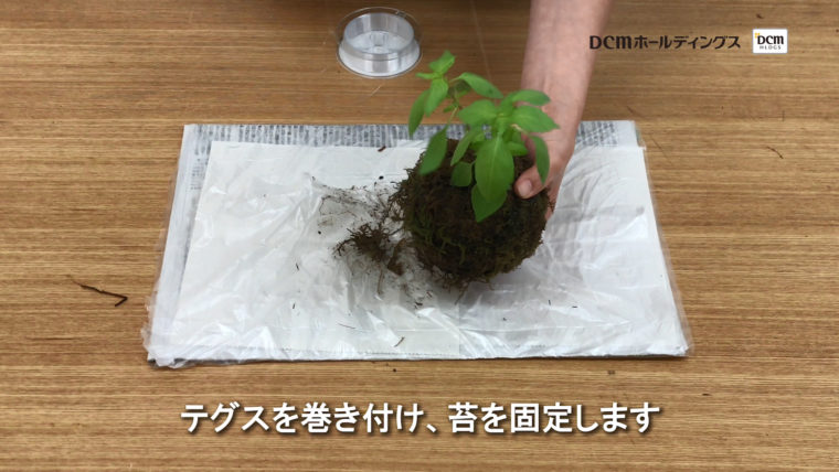Howto Snsで超話題 苔玉の作り方と管理法 動画あり コラムカテゴリー インテリア コラム くらしメイド ｄｃｍ