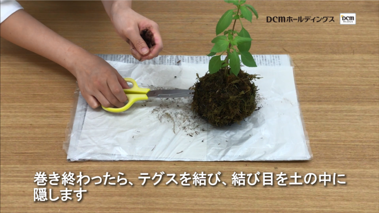Howto Snsで超話題 苔玉の作り方と管理法 動画あり コラムカテゴリー インテリア コラム くらしメイド ｄｃｍ