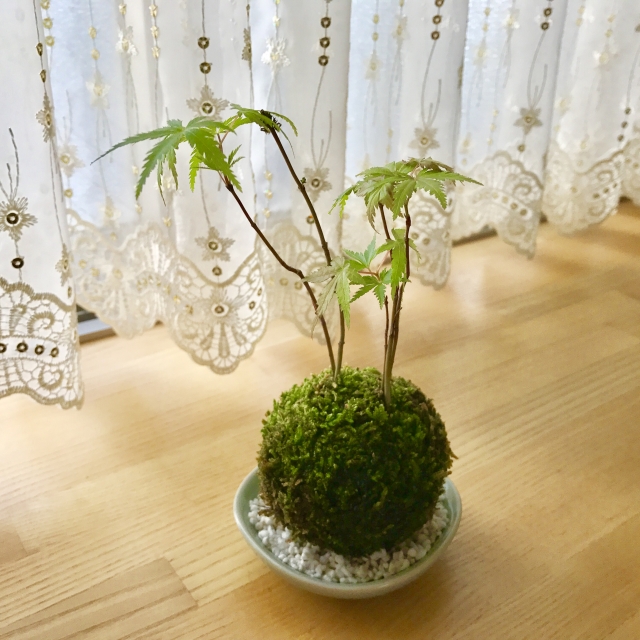Howto】SNSで超話題！苔玉の作り方と管理法（動画あり） ｜ コラムカテゴリー：インテリア ｜ コラム - くらしメイド ｜ ＤＣＭ