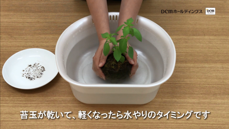 Howto Snsで超話題 苔玉の作り方と管理法 動画あり コラムカテゴリー インテリア コラム くらしメイド ｄｃｍ