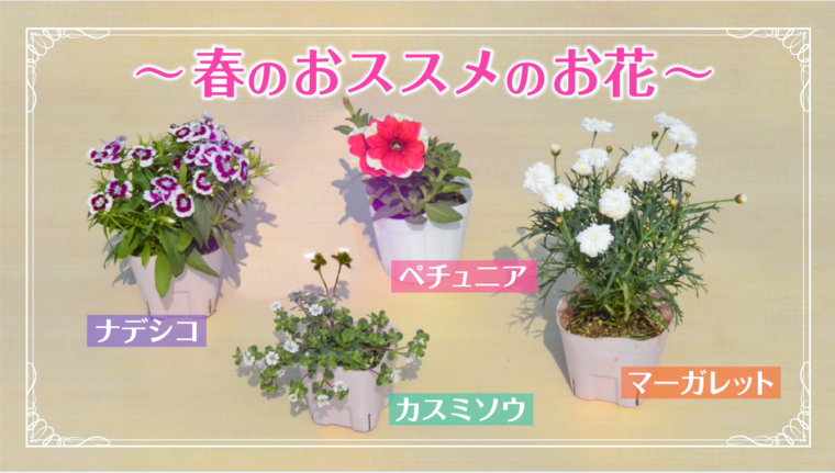 Howto 初心者でもできる基本の寄せ植えの作り方 春の寄せ植えにチャレンジしよう 動画あり コラムカテゴリー お役立ち コラム くらしメイド dcm Howto 初心者でもできる基本の寄せ植えの作り方 春の寄せ植えにチャレンジしよう 動画あり コラムカテゴリー お役立ち コラム くらしメイド dcm